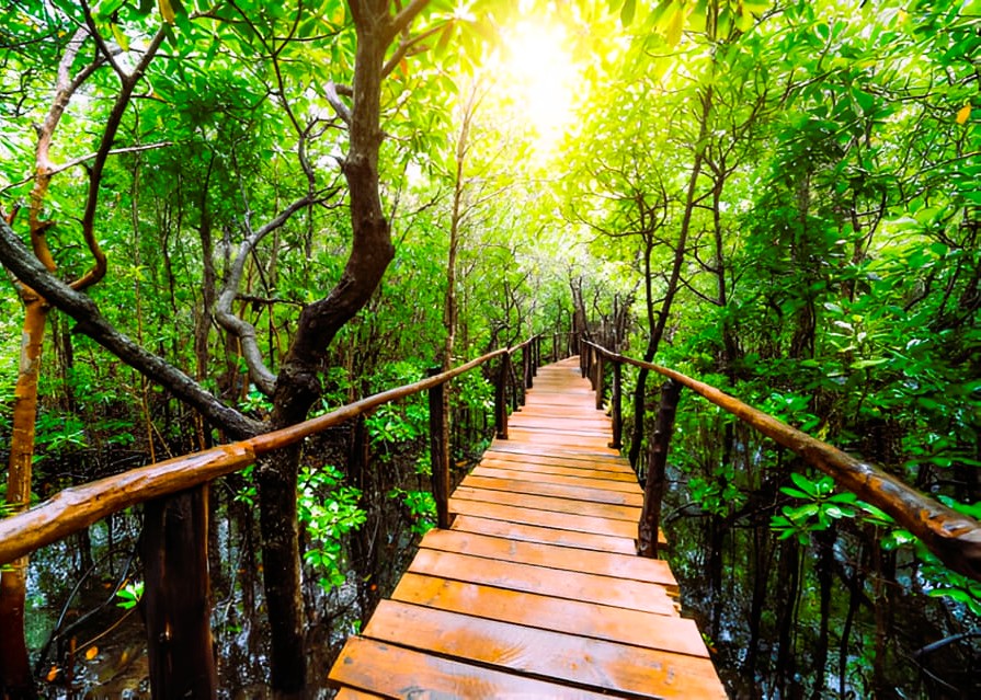 Jozan Forest Tour