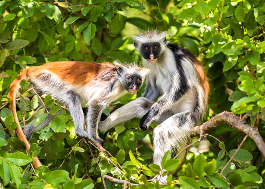Jozani Forest Tour Image 2