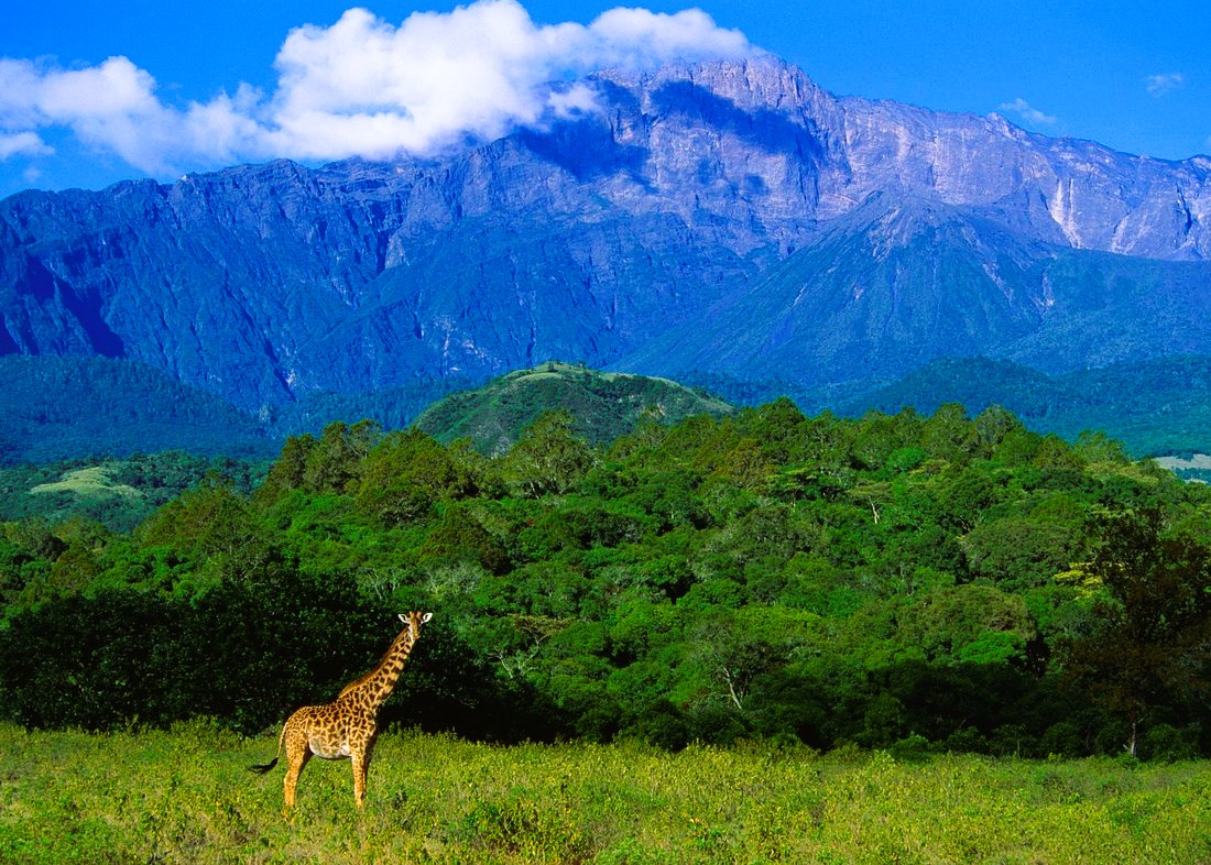 1 Day Arusha National Park Safari