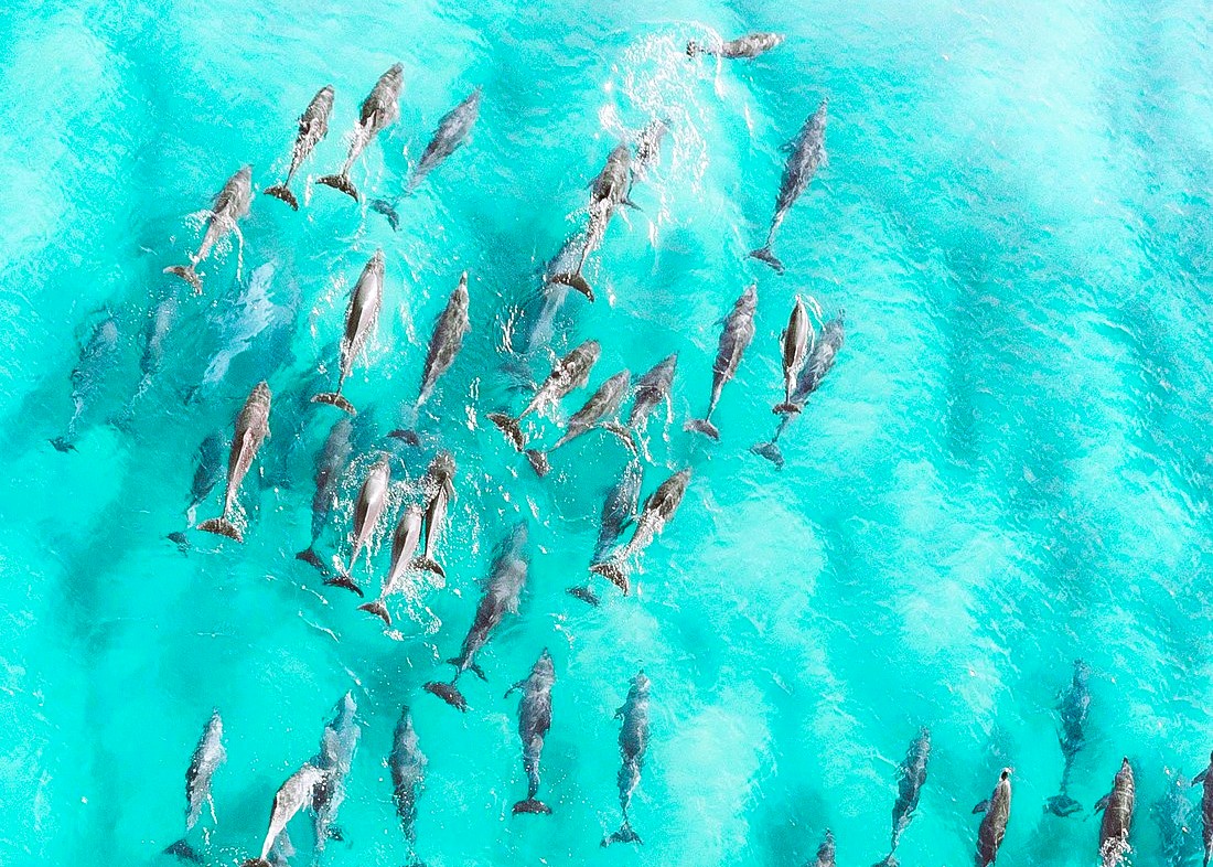 Kizimkazi Dolphin Tour boat on the water