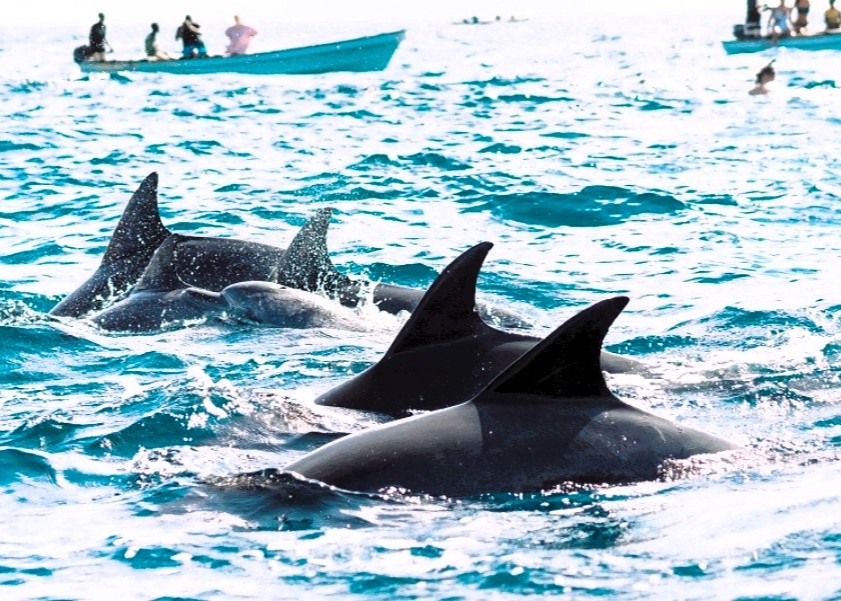 Dolphins swimming near the boat in Kizimkazi