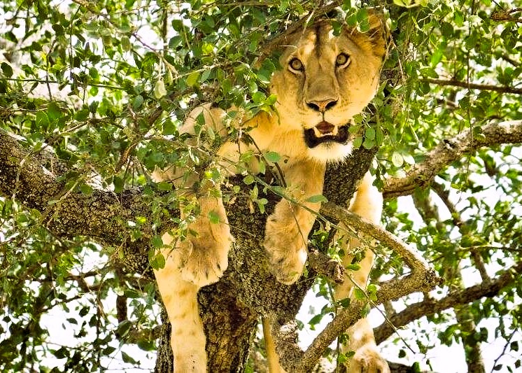 3 Days Manyara, Tarangire & Ngorongoro Safari
