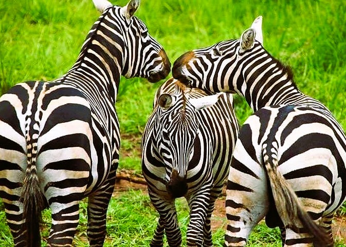 1 Day Mikumi National Park Safari