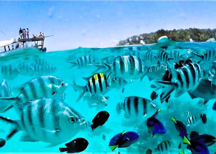 Mnemba Island snorkeling tour