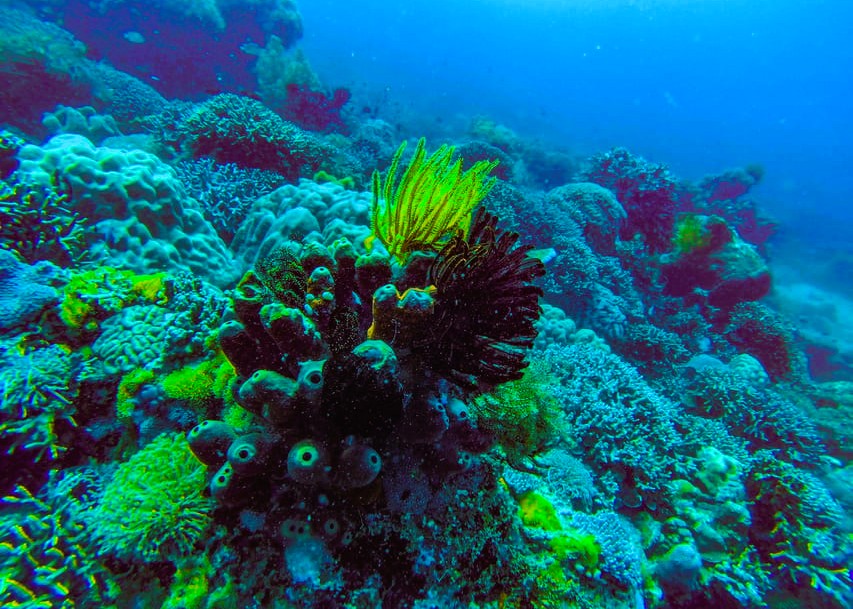 Mnemba Snorkeling Tour - Marine Life