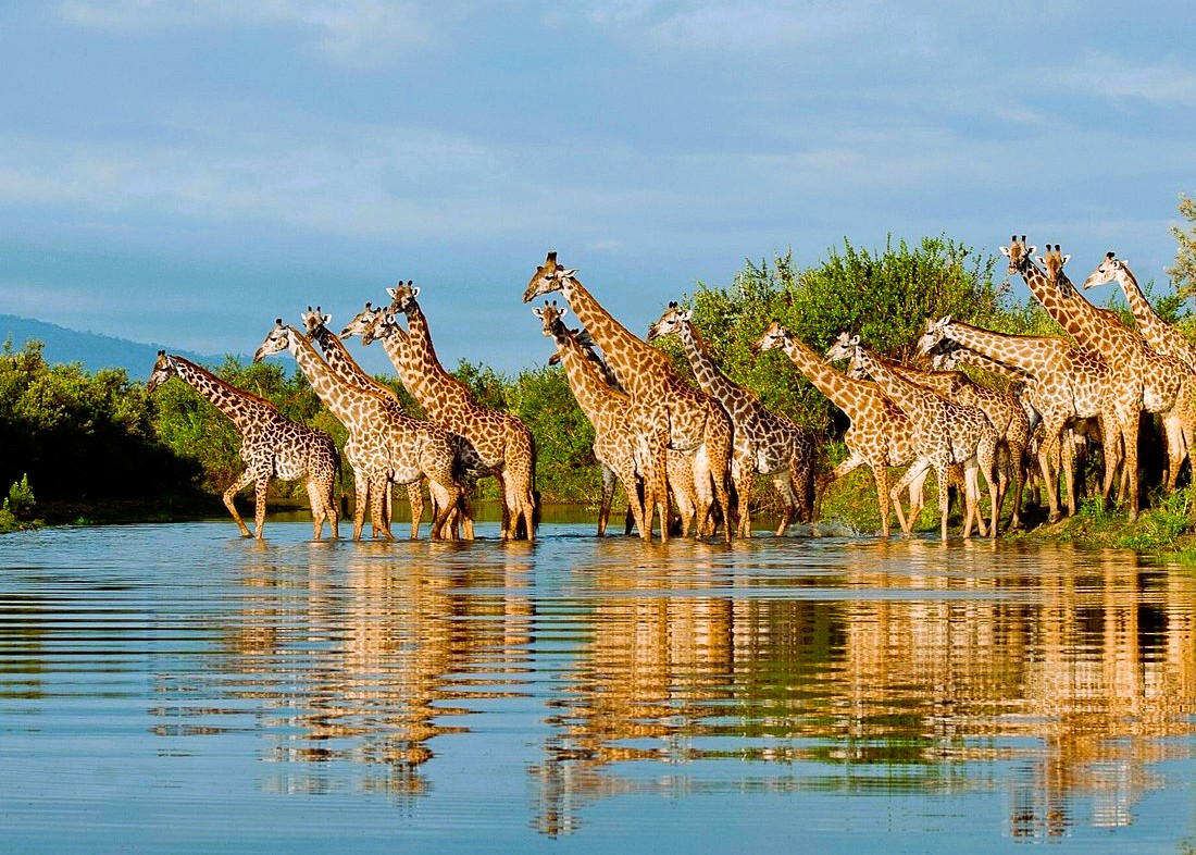 3 Days Nyerere National Park Safari