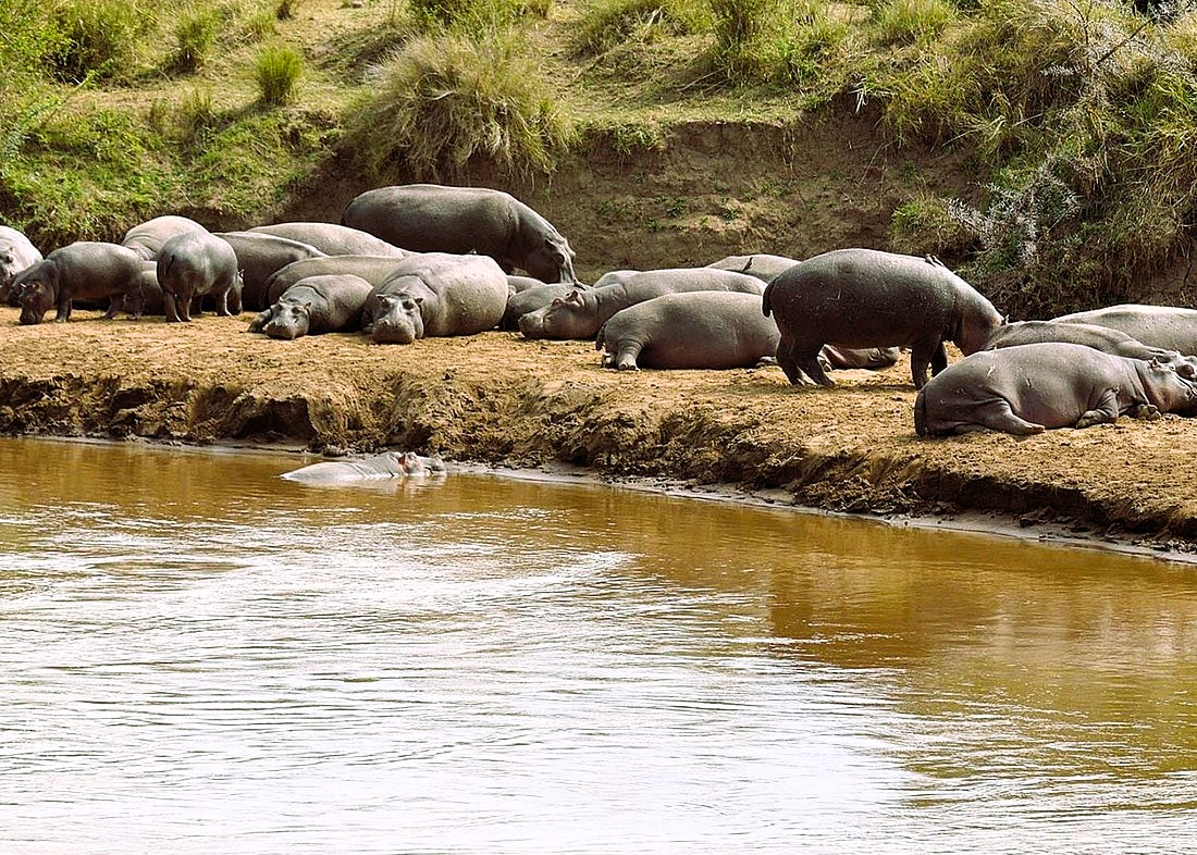 2 Days Saadani National Park Safari