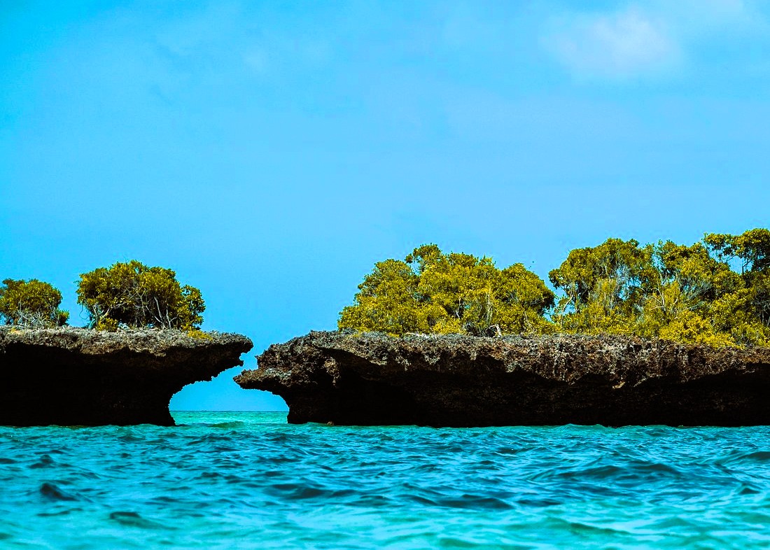 Dolphin watching in natural habitat on Safar Blue Tour