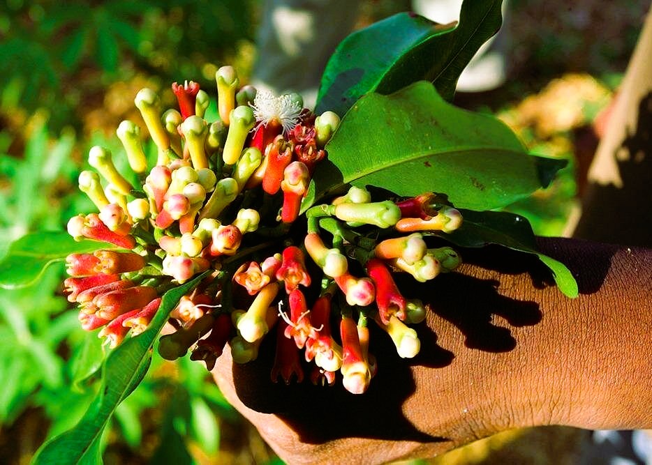 Spice Farm Tour