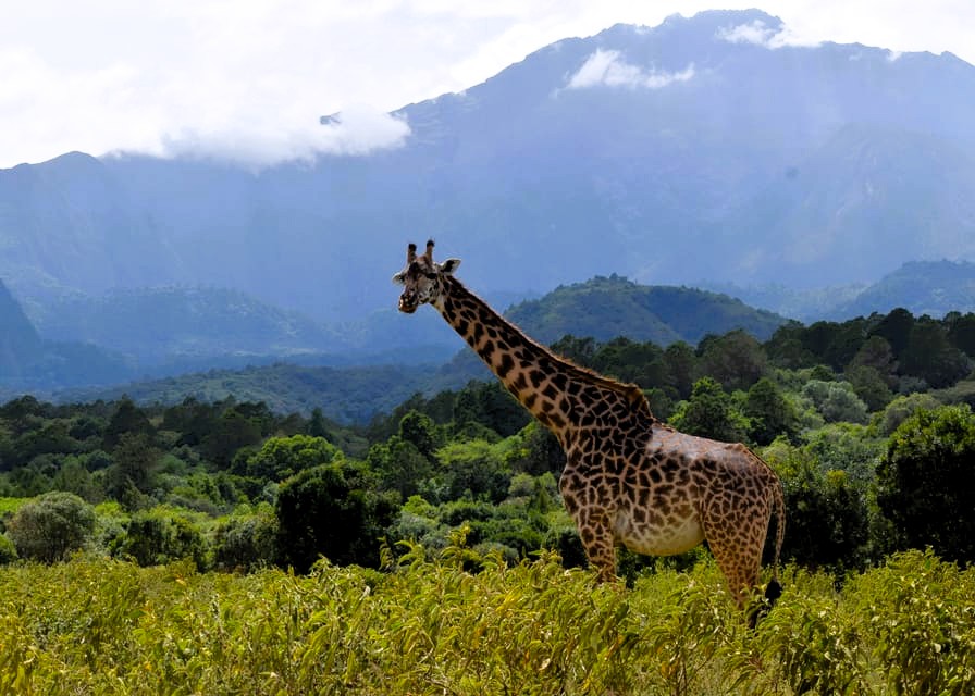 Tanzania Safari